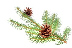 Christmas tree bough with cone stock photos Christmas tree bough with cone stock photos