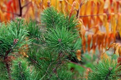 green decorative christmas tree with cones on the background of yellow autumn leaves in the forest. royalty free stock photography green decorative christmas tree with cones on the background of yellow autumn leaves in the forest. royalty free stock photography