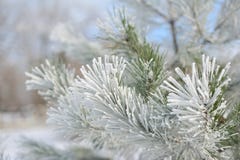 Christmas Tree In Snow Royalty Free Stock Image