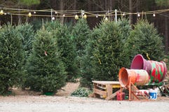 Christmas Tree Lot Stock Image Christmas Tree Lot Stock Image