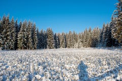 Christmas Tree Plantation, Nursery Stock Photos Christmas Tree Plantation, Nursery Stock Photos