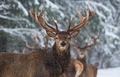 Christmas Wildlife Story.Great Adult Noble Red Deer With Big Horns, Look At You. Portrait Of Great Stag With Big Antlers At Winter