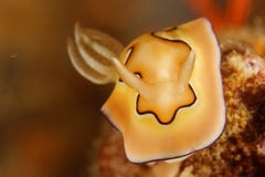 Chromodoris coi - Nudibranch