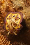 Chromodoris kuniei - Nudibranch