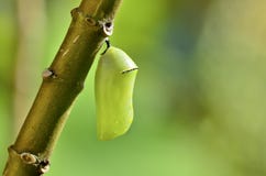 Chrysalis Stock Photo Chrysalis Stock Photo