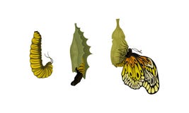 Chrysalis or Nympha as Pupal Stage of Butterfly Development Vector Set