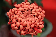 Chrysant in knop stock afbeeldingen Chrysant in knop stock afbeeldingen