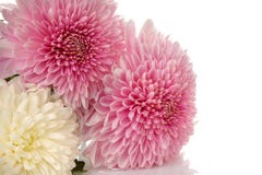 Chrysanthemen auf Weiß lokalisiertem Hintergrund Einfach zu bearbeiten und zu ändern lizenzfreie stockfotografie Chrysanthemen auf Weiß lokalisiertem Hintergrund Einfach zu bearbeiten und zu ändern lizenzfreie stockfotografie