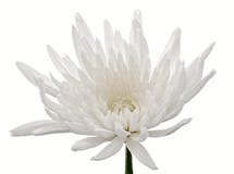 Chrysanthemum royalty free stock photography Chrysanthemum royalty free stock photography