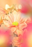 Chrysanthemum Stock Image Chrysanthemum Stock Image