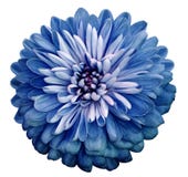 Chrysanthemum blue flower. On white isolated background with clipping path. Closeup no shadows. Garden flower.