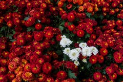 Chrysanthème que l'ovale mince laisse avec les bords dentelés et les feuilles molles et duveteuses et les feuilles vertes entière image stock Chrysanthème que l'ovale mince laisse avec les bords dentelés et les feuilles molles et duveteuses et les feuilles vertes entière image stock