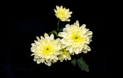 Chrysanthèmes blancs nombreux sur un fond noir photographie stock Chrysanthèmes blancs nombreux sur un fond noir photographie stock