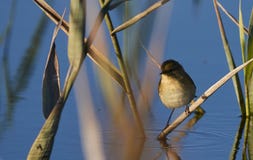 Chubby bird stock photography Chubby bird stock photography