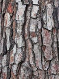Chunky Cracked et écorce texturisée sur le vieil arbre photos stock Chunky Cracked et écorce texturisée sur le vieil arbre photos stock