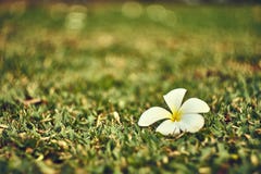 Chute de fleur de Frangipani ou de Plumeria sur le champ d'herbe images stock Chute de fleur de Frangipani ou de Plumeria sur le champ d'herbe images stock