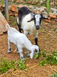Chèvre de mère et son bébé, kibboutz images stock Chèvre de mère et son bébé, kibboutz images stock