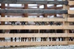 Chèvres adorables mignonnes de ferme se tenant dans une rangée image stock Chèvres adorables mignonnes de ferme se tenant dans une rangée image stock