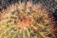 Ci?rrese para arriba del grusonii de Echinocactus del cactus de barril de oro fotos de archivo Ci?rrese para arriba del grusonii de Echinocactus del cactus de barril de oro fotos de archivo