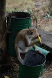 Cibo della scimmia nella giungla, lo Sri Lanka, Asia fotografia stock libera da diritti Cibo della scimmia nella giungla, lo Sri Lanka, Asia fotografia stock libera da diritti