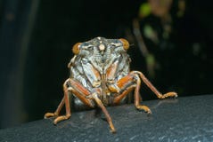 Cicada En Face 2 Stock Photography