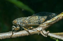Cicada (Tibicen Bihamatus) 11 Stock Image