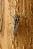 Cicala Euryphara del primo piano, conosciuto come la cicala europea, strisciante sulla corteccia di albero Fotografie Stock Cicala Euryphara del primo piano, conosciuto come la cicala europea, strisciante sulla corteccia di albero Fotografie Stock