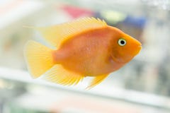 Cichlid попугая крови аквариума или чаще всего и в прошлом как cichlid попугая гибрид считается между mi стоковая фотография Cichlid попугая крови аквариума или чаще всего и в прошлом как cichlid попугая гибрид считается между mi стоковая фотография