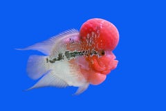 Cichlidae de Flowerhorn ou peixes do cichlasoma Fotos de Stock Cichlidae de Flowerhorn ou peixes do cichlasoma Fotos de Stock