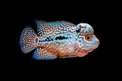 Cichlids in aquarium stock foto's Cichlids in aquarium stock foto's