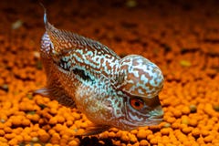 Cichlids Fish In A Beautiful Aquarium Royalty Free Stock Image