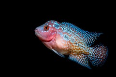 Cichlids Fish In Aquarium Royalty Free Stock Photography