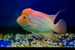 Cichlids Fish In The Aquarium Royalty Free Stock Image
