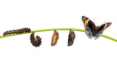 Ciclo de vida aislado del orithya azul Li de Junonia de la mariposa del pensamiento imagen de archivo Ciclo de vida aislado del orithya azul Li de Junonia de la mariposa del pensamiento imagen de archivo