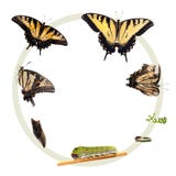 Ciclo de vida do tigre Swallowtail ilustração stock Ciclo de vida do tigre Swallowtail ilustração stock