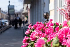Cidade com flores cor-de-rosa fotos de stock Cidade com flores cor-de-rosa fotos de stock