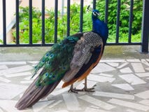 Ciekawy męski indyjski peafowl odprowadzenie na ganeczku obrazy stock Ciekawy męski indyjski peafowl odprowadzenie na ganeczku obrazy stock