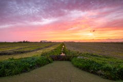 Ciel nuageux coloré après un beau coucher du soleil au-dessus d'un pré avec photographie stock Ciel nuageux coloré après un beau coucher du soleil au-dessus d'un pré avec photographie stock