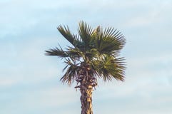 Cielo dei tropici della palma immagine stock libera da diritti Cielo dei tropici della palma immagine stock libera da diritti