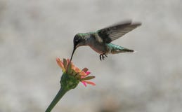 Cielo del colibrì fotografie stock Cielo del colibrì fotografie stock
