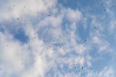 Cielo nublado con las gaviotas lejos fotografía de archivo Cielo nublado con las gaviotas lejos fotografía de archivo