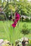 ciemnopąsowy gladiolus w ogródzie Obraz Royalty Free ciemnopąsowy gladiolus w ogródzie Obraz Royalty Free