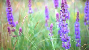 Cierre de la hierba de Salvia para arriba en la igualación de tiempo Cierre de la hierba de Salvia para arriba en la igualación de tiempo