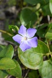 Cierre del bígaro de Vinca Major Bigleaf encima de la macro fotografía de archivo libre de regalías Cierre del bígaro de Vinca Major Bigleaf encima de la macro fotografía de archivo libre de regalías