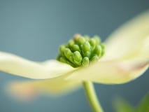 Cierre del flor del cornejo para arriba Cierre del flor del cornejo para arriba