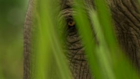 Cierre encima de los ojos del elefante indio, parque nacional de Kaziranga, Assam, la India fotos de archivo libres de regalías Cierre encima de los ojos del elefante indio, parque nacional de Kaziranga, Assam, la India fotos de archivo libres de regalías