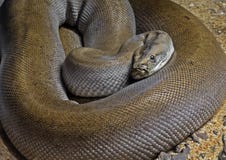 Cierre encima del birmano Python del verde de Patternless en la arena imágenes de archivo libres de regalías Cierre encima del birmano Python del verde de Patternless en la arena imágenes de archivo libres de regalías