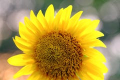 Cierre encima del flor de la flor del sol en un jardín botánico en el parque con el fondo verde de la naturaleza foto de archivo libre de regalías Cierre encima del flor de la flor del sol en un jardín botánico en el parque con el fondo verde de la naturaleza foto de archivo libre de regalías