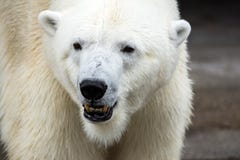 Cierre encima del oso polar ( Ursus maritimus) cara fotografía de archivo libre de regalías Cierre encima del oso polar ( Ursus maritimus) cara fotografía de archivo libre de regalías