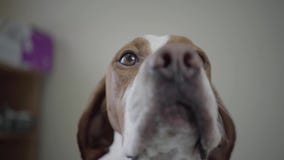 Cierre para arriba el bozal del perro lindo del indicador con las manchas marrones que miran en la cámara Perro adorable con los metrajes Cierre para arriba el bozal del perro lindo del indicador con las manchas marrones que miran en la cámara Perro adorable con los metrajes